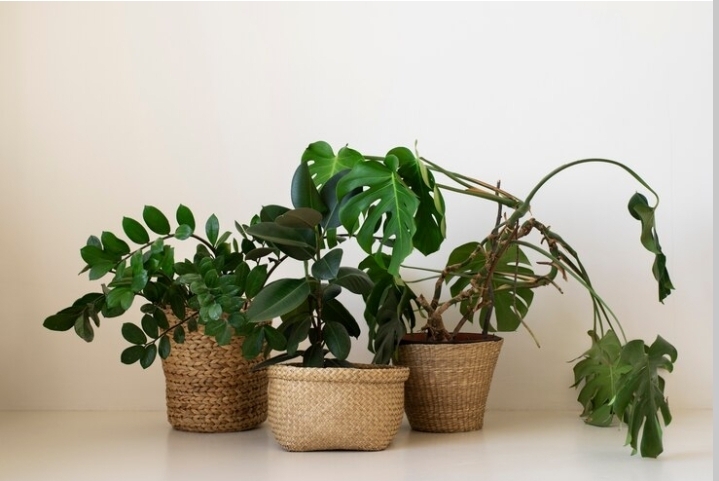 Plantas ornamentais que transformam casas brasileiras