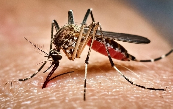 Prefeitura de Campinas reforça ações contra dengue e pede apoio