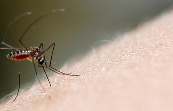 Dengue: cuidados, prevenção e papel do poder público