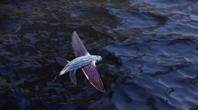 Peixes-voadores: conheça a incrível espécie que desafia as ondas do mar